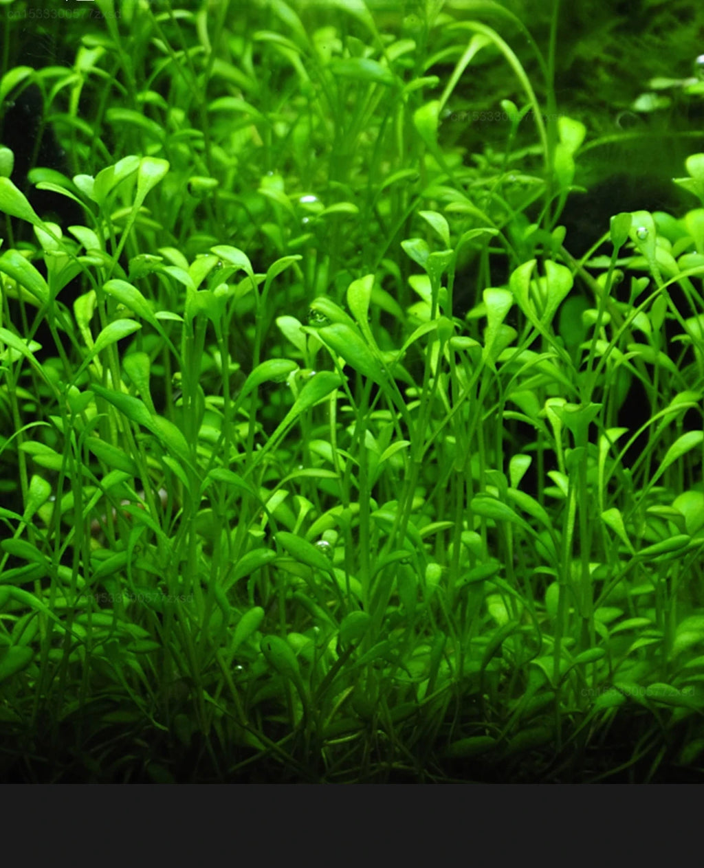 Mijia Smart Fish Tank MYG100 App Controlled Aquarium with Auto Feeder
